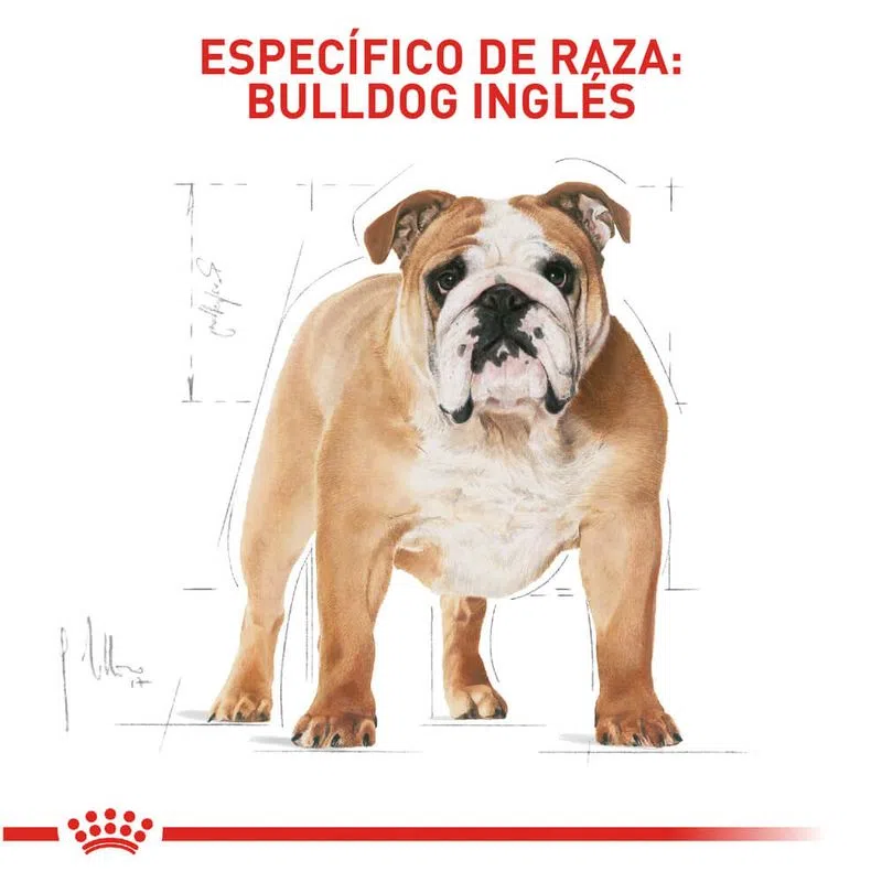Alimento para perro -Royal Canin Bulldog