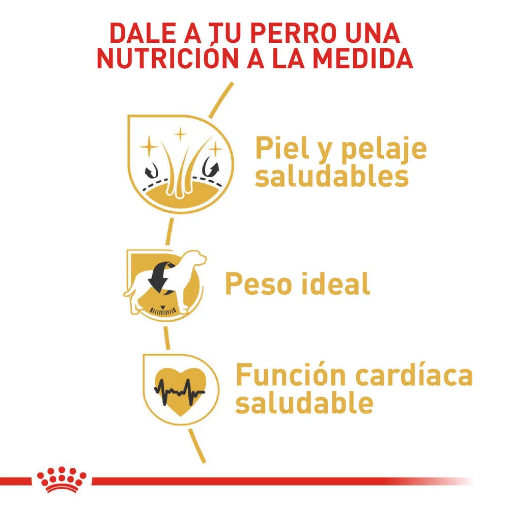Alimento para perro -Royal Canin Cocker1