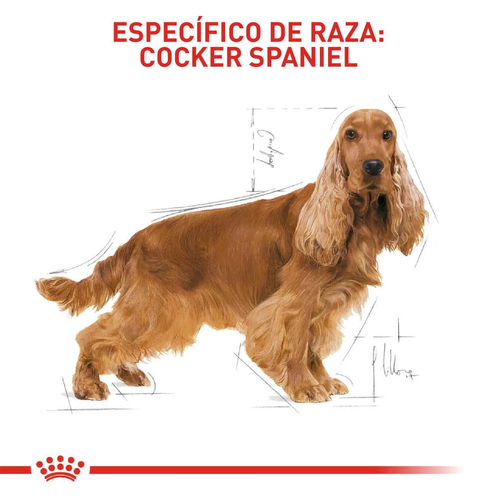 Alimento para perro -Royal Canin Cocker3 Alimento para perro -Royal Canin Cocker