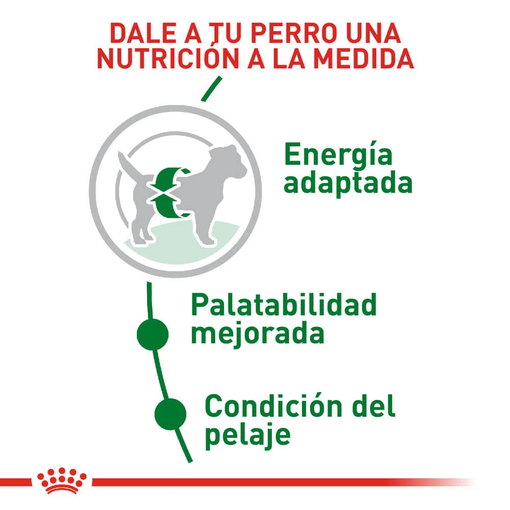 Alimento para perro -Royal Canin Mini Adulto1
