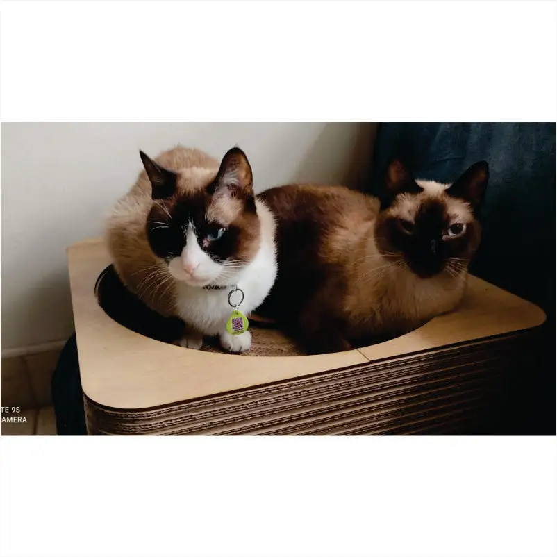 Rascador Cama Redonda Para Gato3 Rascador Cama Redonda Para Gato