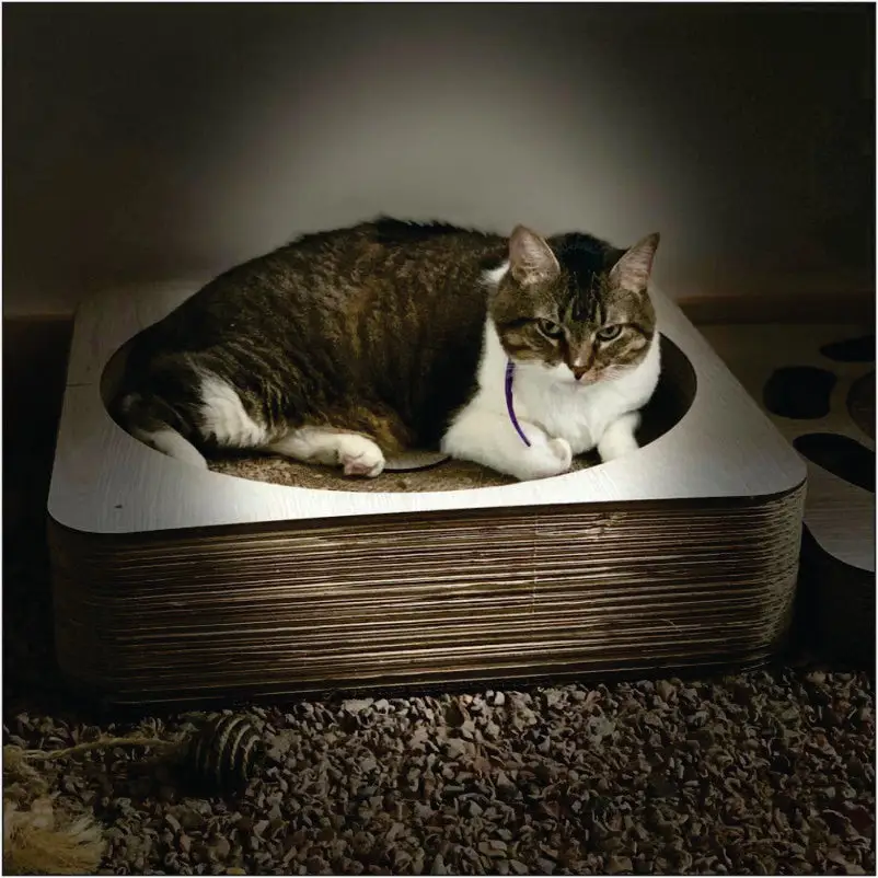 Rascador Cama Redonda Para Gato4 Rascador Cama Redonda Para Gato