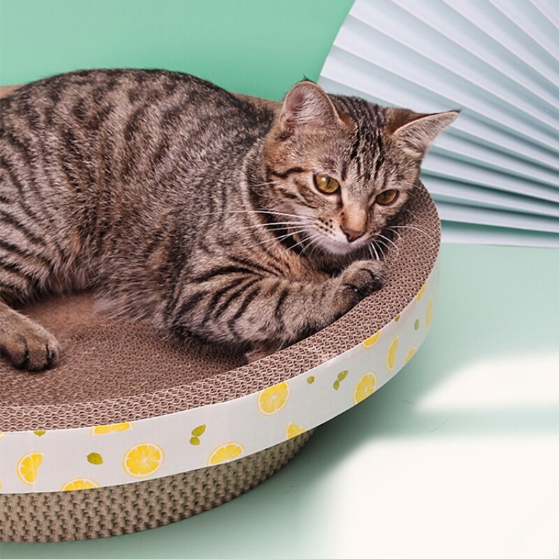 Casa Rascador En Forma De Nido