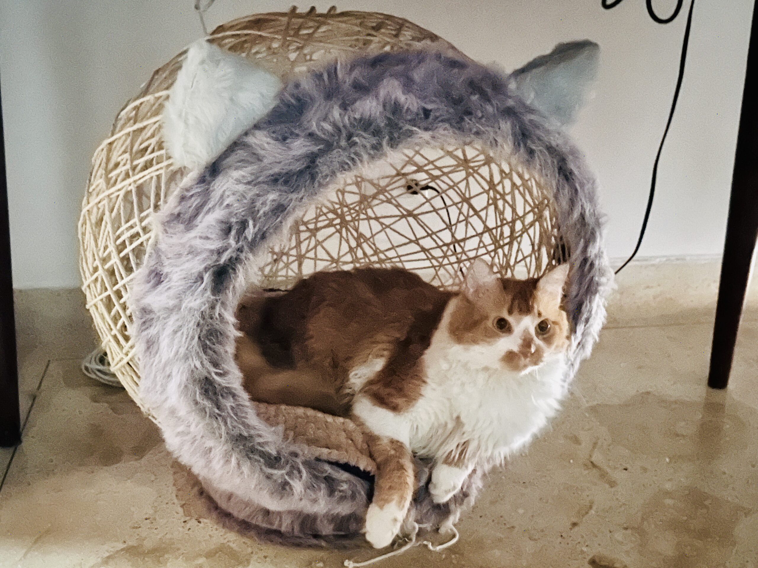 IMG_9315 el gato vito en su nido cósmico